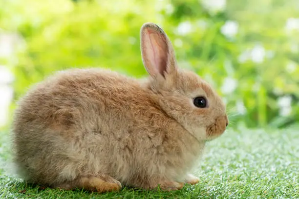 Adorable fluffy baby bunny rabbit sitting on green grass over natural background. Furry cute wild-animal single spring time at outdoor. Lovely fur baby rabbit bunny on meadow. Easter animal pet concept