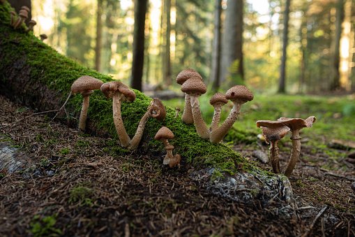 Wild autumn mushrooms growing in the forest in Europe in October. Close up shot, no people.