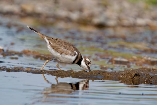 istock Closeup shot of a small brown killdeer bird wading on a lake surface 1436365985