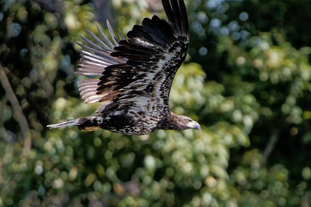 istock Closeup shot of a hawk in flight 1436366488