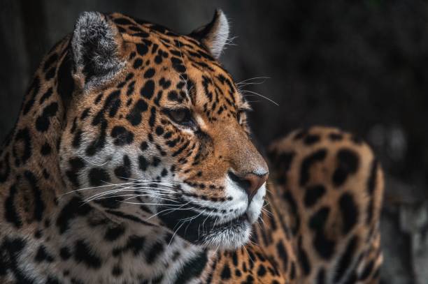 istock Closeup shot of a beautiful spotted leopard face 1436367769