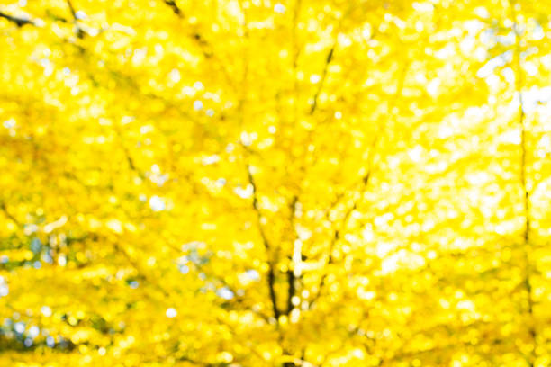 Blurred background with autumn landscape. Blurred colorful tree branches in sunny park, abstract autumn natural background.