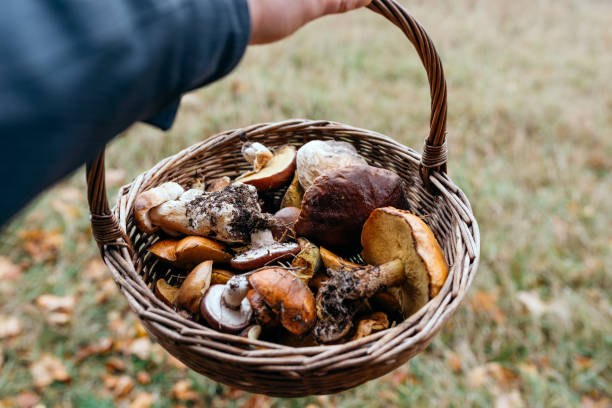 istock a full basket of harvested forest mushrooms 1436369562