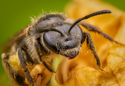 Macrophotography of the head of a small bee on green background. Extremely close-up portrait and details.