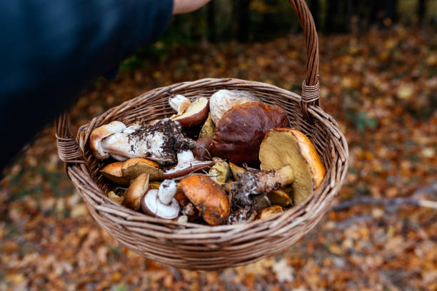istock a full basket of harvested forest mushrooms 1436370821