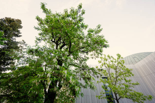 Acacia tree flowers blooming in the spring.