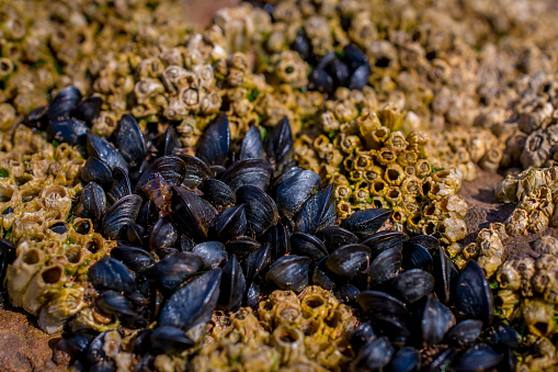 Empty open mussels shell on rocks. Selective focus. Stock photo