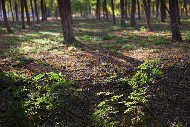 sunlight and woodland