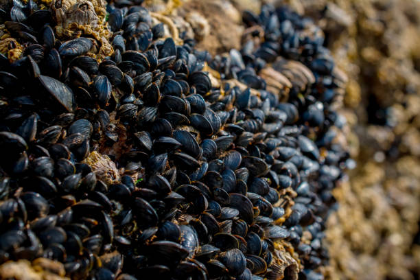 istock mussels on rocky background 1436375632