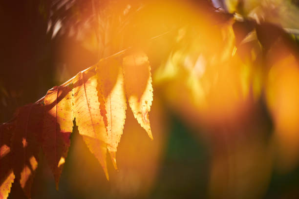 Beautiful Autumn leaves and colors