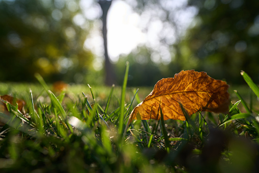 fallen leaf on grassland