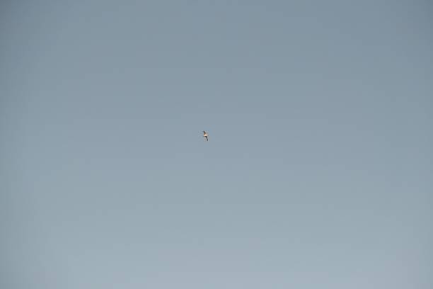 istock Low angle shot of a seagull flying in a clear blue sky 1436376187