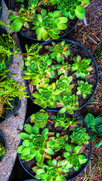 lime green tinged with red. european garden with exotic plants - lime leaf imagens e fotografias de stock