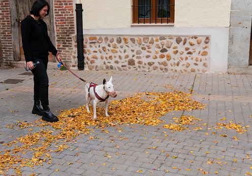 Mid 30s woman dressed in black walking with a senior white Bull Terrier dog in autumn