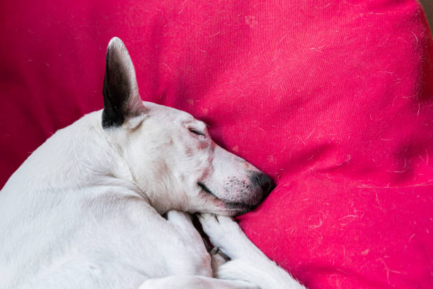 Portrait of a senior Bull Terrier face smiling and dreaming stock photo