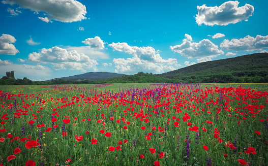 Spring flowers in field and mountains. Beautiful landscape. Composition of nature