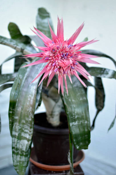 blooming aechmea plant, silver vase plant, in flower pot close up pink flower of silver vase houseplant aechmea fasciata stock pictures, royalty-free photos & images