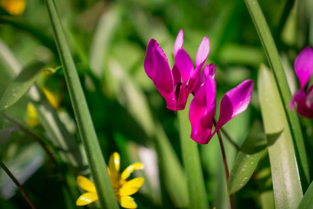 cyclamen flower on Mount Volturino during an autumnal Day, Val d'Agri, Basilicata