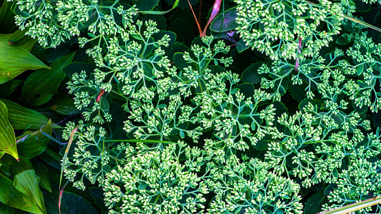 Lime green tinged with red. European garden with exotic plants.