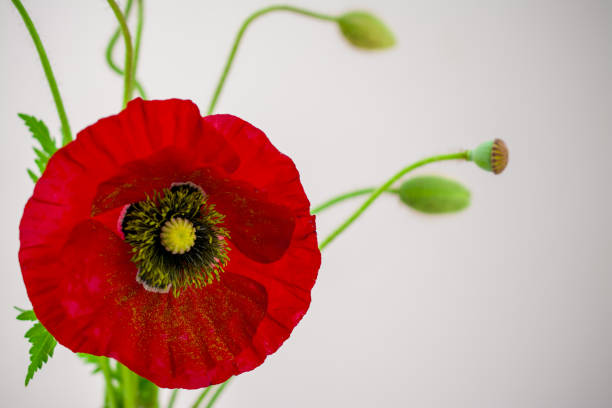 istock Pink  red poppy  flowers in spring 1436377999