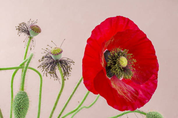 istock Pink  red poppy  flowers in spring 1436378059