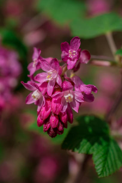 istock Flowers Ribes sanguineum in spring 1436378219