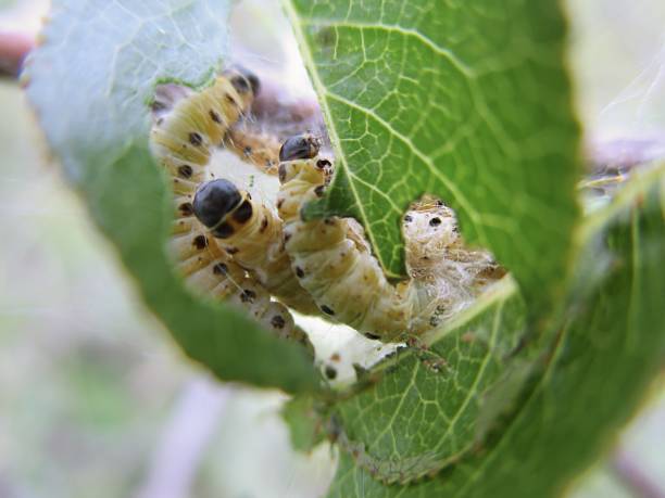 istock Caterpillars of St. Lucia cherry tree moth (Yponomeuta mahalebella) (Fr : Hypomoneute du faux-merisier) 1436378315