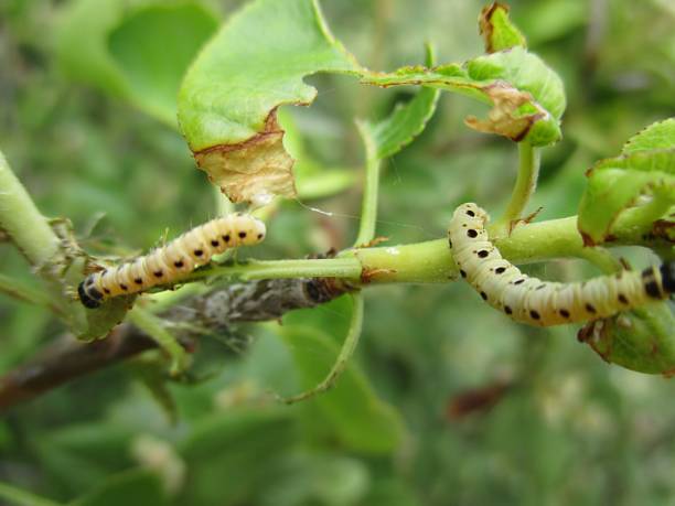 istock Caterpillars of St. Lucia cherry tree moth (Yponomeuta mahalebella) (Fr : Hyponomeute du faux-merisier) 1436378344