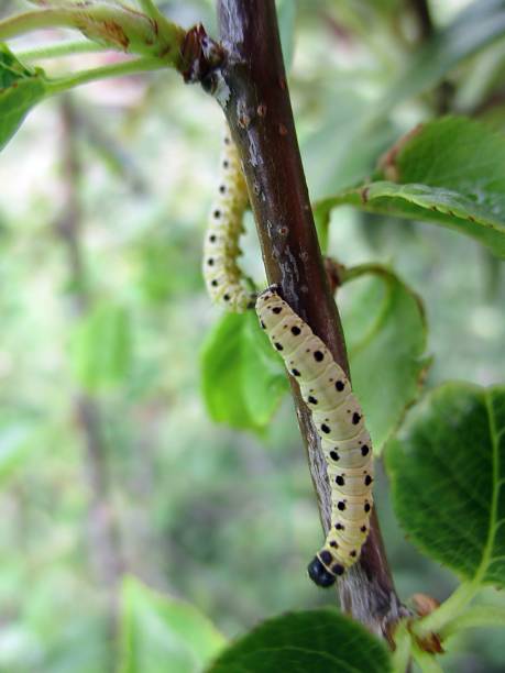 istock Caterpillars of St. Lucia cherry tree moth (Yponomeuta mahalebella) (Fr : Hypomoneute du faux-merisier) 1436378378