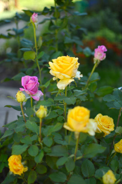 istock yellow roses blooming in the garden 1436378447