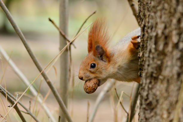 istock Eurasian red squirrel Sciurus vulgaris closeup portrait 1436378559