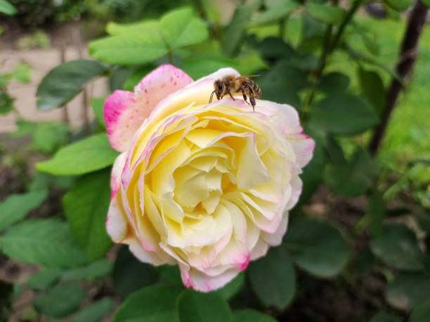 istock yellow roses blooming in the garden 1436379301