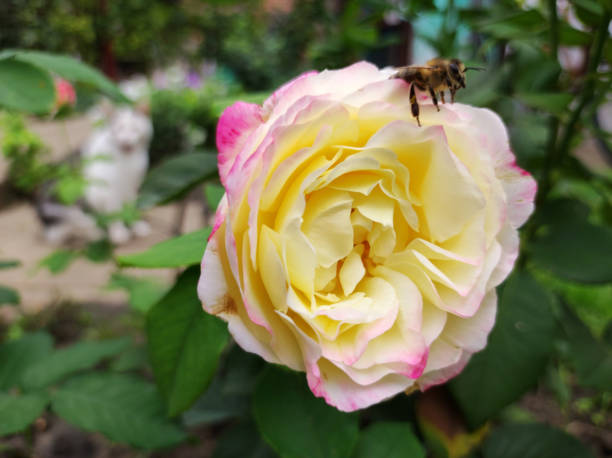 istock yellow roses blooming in the garden 1436379360