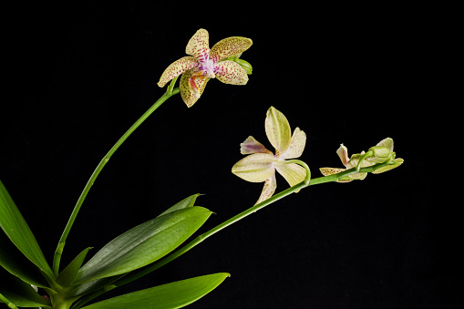 Flowers of the varietal orchid Julia on a black background. Phalaenopsis yellow close-up. Beautiful floral background.