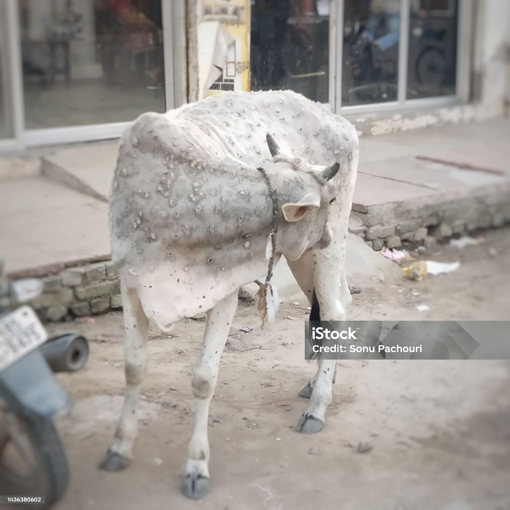 Lumpy Wool Lumpy Skin Disease Stock Photo - Download Image Now - Lumpy Skin ...