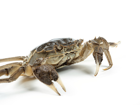 Blue Swimmer crab isolated on white