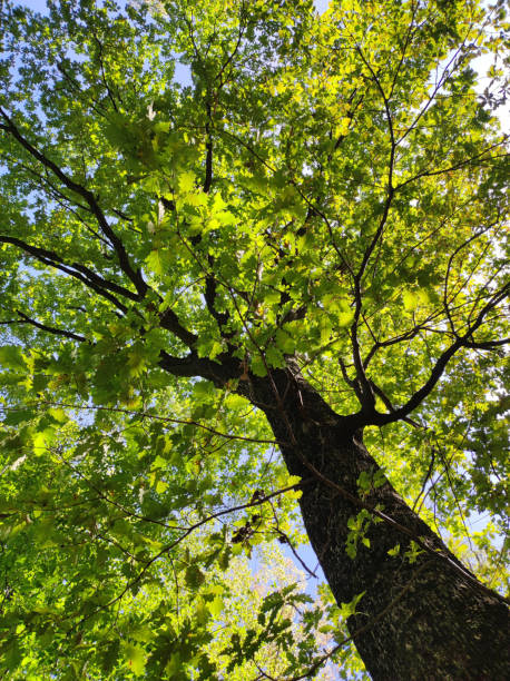 istock green crowns of trees in the forest 1436380784
