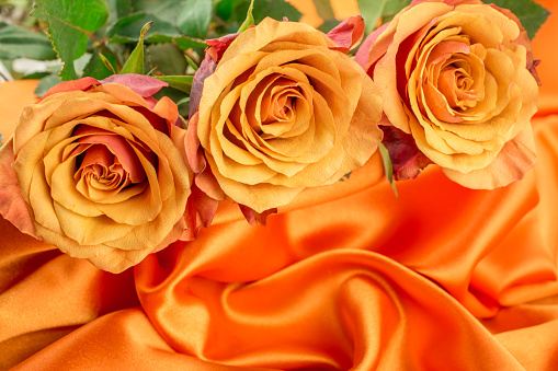 Macro close up of fresh orange and red roses on  abstract background