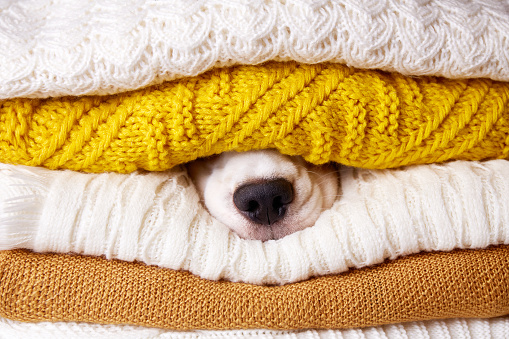 A wet black dog nose inside a stack of warm knitted clothes. The concept of autumn and winter. We are preparing for winter.