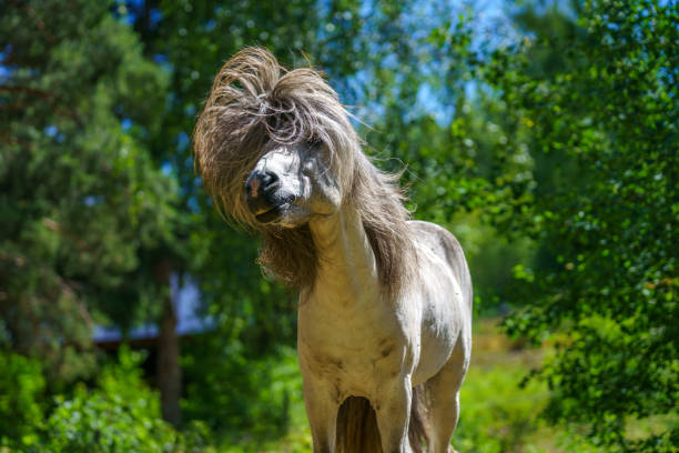 istock Beautiful Icelandic horse shaking his head 1436382612