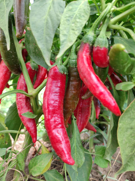 istock industrial red paprika field 1436382726