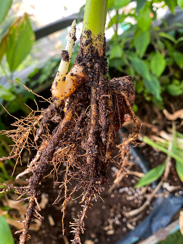 Stock photo showing close-up, elevated view of a root system of Turmeric plant with rhizome.