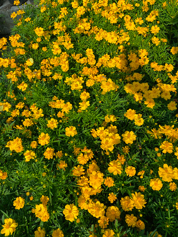 Stock photo showing elevated view of the yellow flowers of Tagetes marigold, an annual summer bedding plant ideal for companion planting with vegetables.