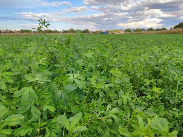 istock green lucerne field in Vojvodina 1436382780