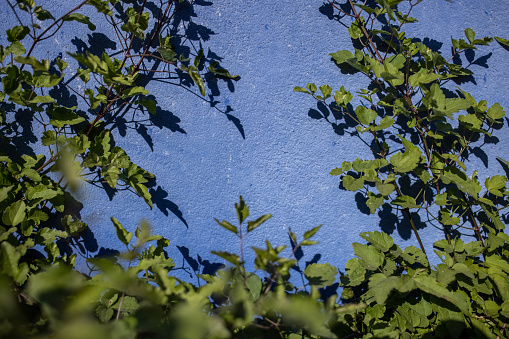 Leaves in front of blue wall