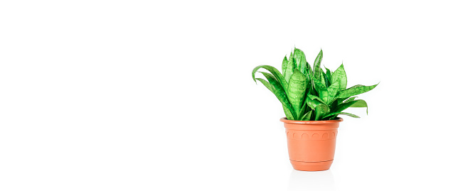 Young plant in flower pot isolated on white background.