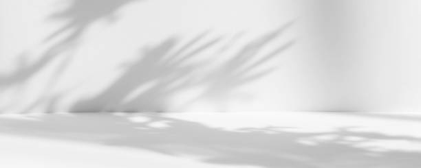 istock Blurred background. Abstract white studio background for product presentation. Empty room with shadows of window and flowers and palm leaves . 3d room with copy space. Summer concert. Banner 1436383272