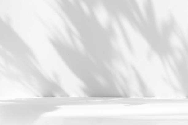 istock Abstract white studio background for product presentation. Empty room with shadows of window and flowers and palm leaves . 3d room with copy space. Summer concert. Blurred backdrop. 1436383284