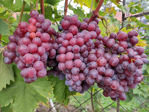 Many bunches of red grapes in market