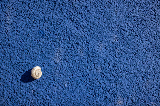 Little snail on blue wall